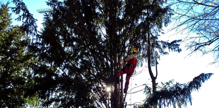 AERMAX Höhenarbeiter bei der Baumpflege am Seil