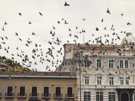 Große Menge an Tauben, die durch die Stadt an historischem Gebäude vorbei fliegen