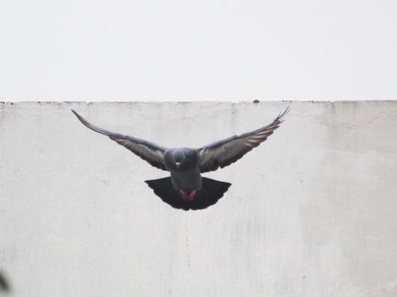 Taube im Anflug, kann aufgrund elektrischer Taubenabwehr aber nicht landen